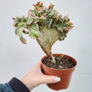 Aeonium sunburst crestat 2