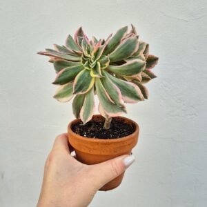 Aeonium sunburst crestat 1, in ghiveci de teracota