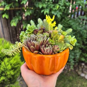 Aranjament rezistent la ger, in vas ceramic tip dovleac