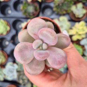 Graptopetalum amethystinum