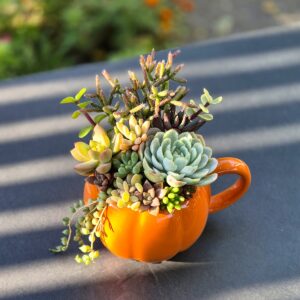 Aranjament suculent natural, in cana ceramica tip dovleac