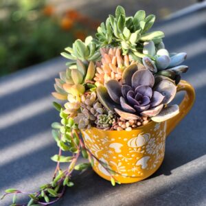 Aranjament suculent natural, in cana ceramica
