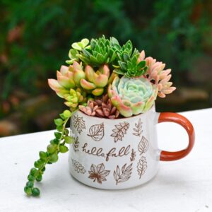 Aranjament suculent natural, in cana ceramica