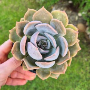Echeveria garotto, 12 cm