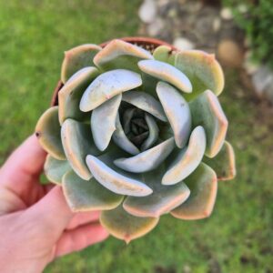 Echeveria garotto, 11 cm