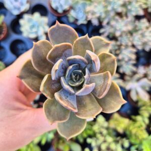 Echeveria marrom