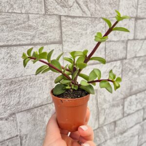 Portulacaria afra, mica