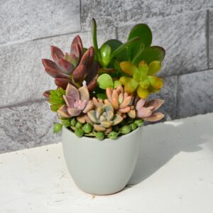 Aranjamentului suculent natural, în vas ceramic, gri 2