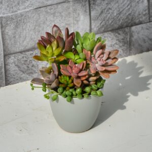 Aranjament suculent natural, in vas ceramic, gri 1