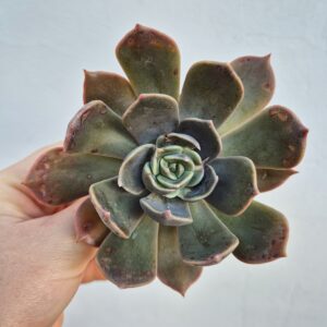Echeveria marrom