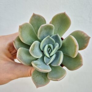 Echeveria garotto, 5.5 cm