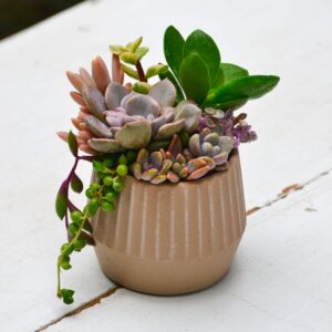 Aranjamentului suculent natural, în vas ceramic 2