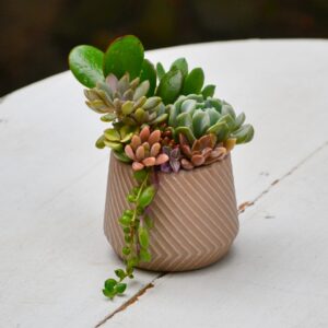 Aranjament suculent natural, in vas ceramic 1